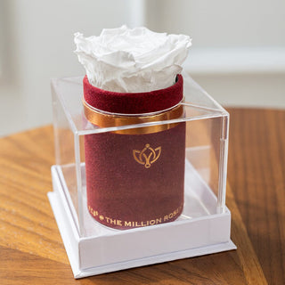 Single Bordeaux Suede Box | White Rose - Hidden Candles
